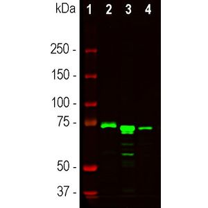 Human MCP-1 ELISA Kit(AB179886)