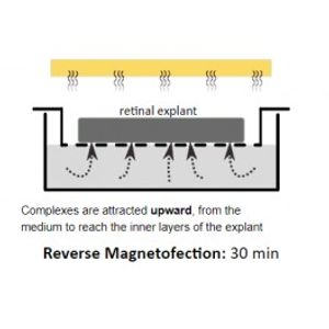 XPMag - Explant Transfection -siRNA Transfection Reagent