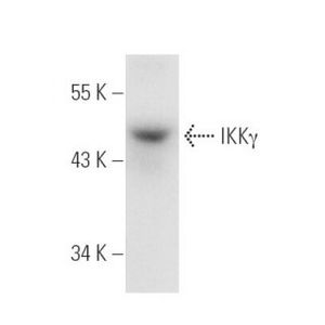 IKKγ (B-3) PE