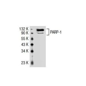 PARP-1 (F-2) Alexa Fluor® 647