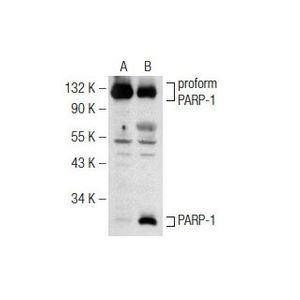 Irinotecan hydrochloride trihydrate-2