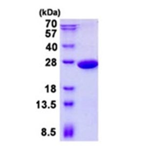 Anti-CD31 antibody [EP3095] - BSA and Azide free(AB226157)