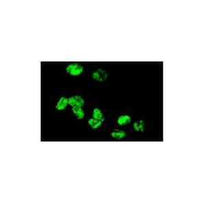 DNA-PKCS (G-4) Alexa Fluor® 790