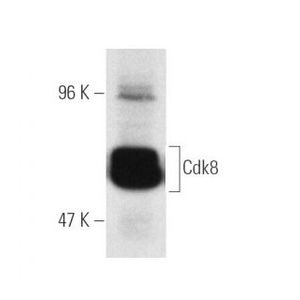 Cdk8 (D-9) FITC