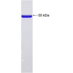 Recombinant Human ABCB10 protein, GST-tagged