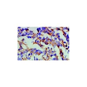 CD21 (A-3) Alexa Fluor® 546