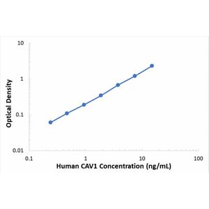 Human Caveolin 1 ELISA Kit (CAV1)