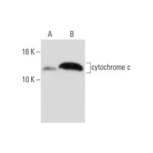 cytochrome c (6H2) AC