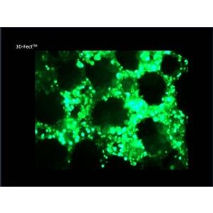 3D-Fect -DNA Transfection Reagent