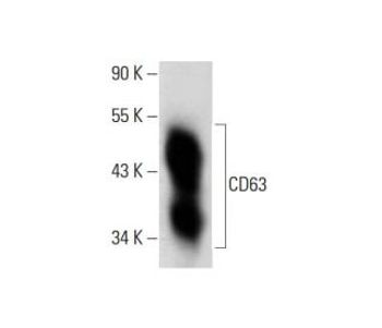 CD63 E 12 HRP Science Company Labroots