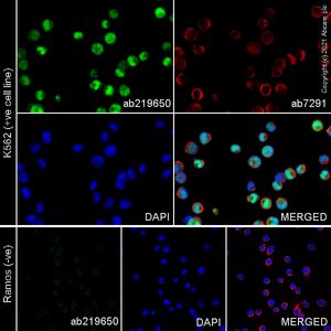 Anti-PRAME antibody [EPR20330] - BSA and Azide free