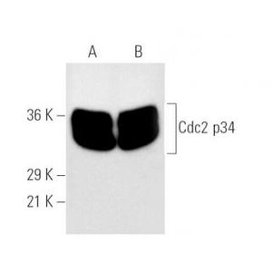 Cdc2 p34 (B-6) PE