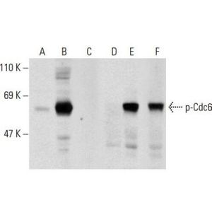 Cdc6 (D-1) Alexa Fluor® 488