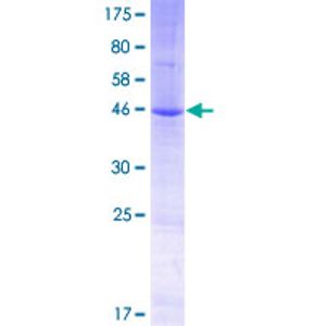 Total OXPHOS Rodent WB Antibody Cocktail(AB110413)