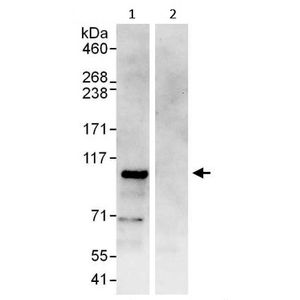 Anti-Neutrophil Elastase antibody(AB68672)