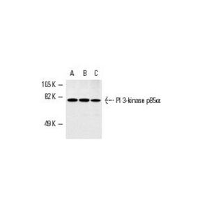 PI 3-kinase p85α (B-9) Alexa Fluor® 546