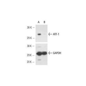 ATF-1 siRNA (h)