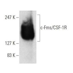 c-Fms/CSF-1R (2-4A5) Alexa Fluor® 594