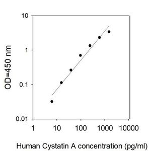 Anti-TBR2 / Eomes antibody(AB23345)