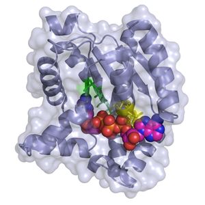 Recombinant Human Adenosine Kinase, His-tagged