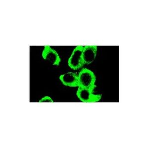 pan 14-3-3 (H-8) Alexa Fluor® 790