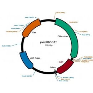 Plasmids - pVectOZ -for Transfection Assay