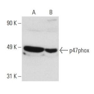 p47phox (A-7) Alexa Fluor® 594