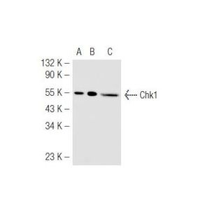 Chk1 (G-4)