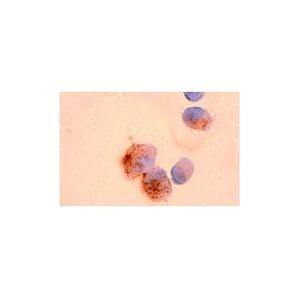 Insulin (2D11-H5) Alexa Fluor® 680