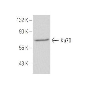 Ku70 (E-5) Alexa Fluor® 647
