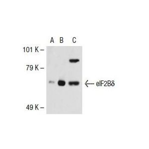 eIF2Bδ (P-6) Alexa Fluor® 790