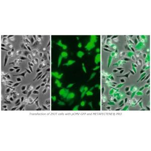 METAFECTENE® PRO - DNA & RNA Transfection Reagent
