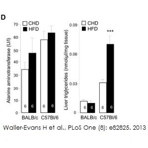 Alanine Transaminase Activity Assay Kit (Colorimetric/Fluorometric)
