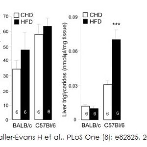Alanine Transaminase Activity Assay Kit (Colorimetric/Fluorometric)