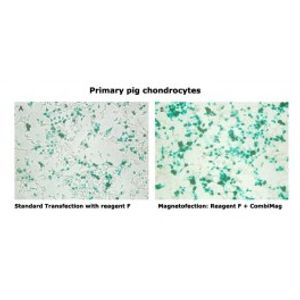 CombiMag -DNA Transfection Reagent