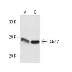Cdc42 (B-8) PE