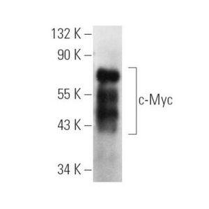 c-Myc (C-8) Alexa Fluor® 546