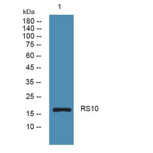 Anti-RS10 antibody