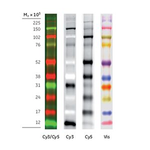 Amersham™ ECL rainbow molecular weight markers