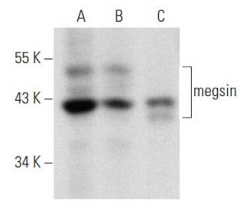 megsin H 10 Science Company Labroots