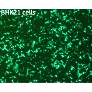 PolyMag Neo -DNA Transfection Reagent