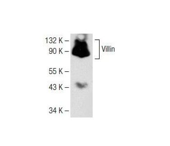 Villin (B-12) | Science Company | Labroots