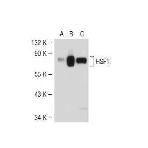HSF1 (C-5) X