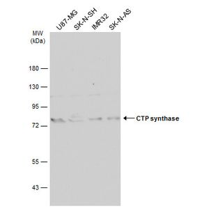 Nuclear Extraction Kit(AB113474)
