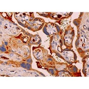 mouse anti-rabbit IgG-B