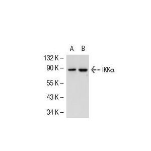 IKKα (B-8) AC