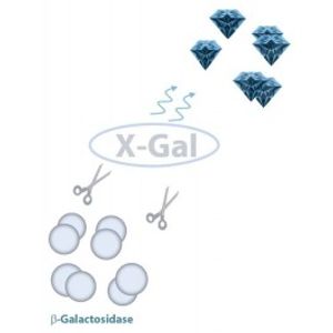 X-Gal Staining kit -for Transfection Assay