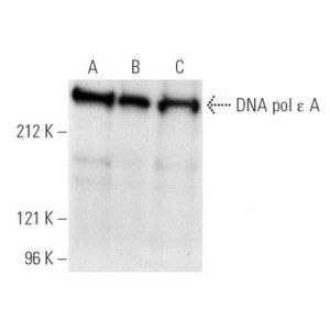 DNA pol ε A (3C5.1) FITC