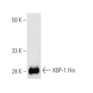 XBP-1 (F-4) Alexa Fluor® 647