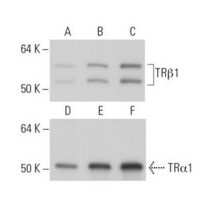 TRα1/β1 (C4) Alexa Fluor® 647